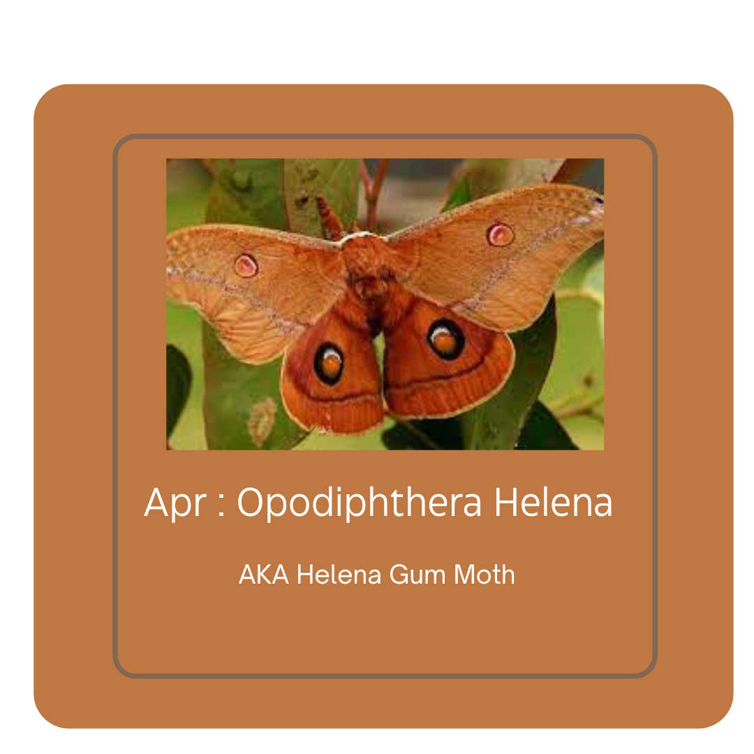 Call of the Wild - Moths of colour - full set