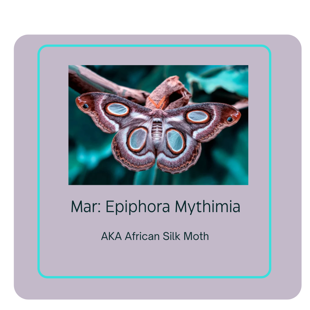 Call of the Wild - Moths of colour - full set