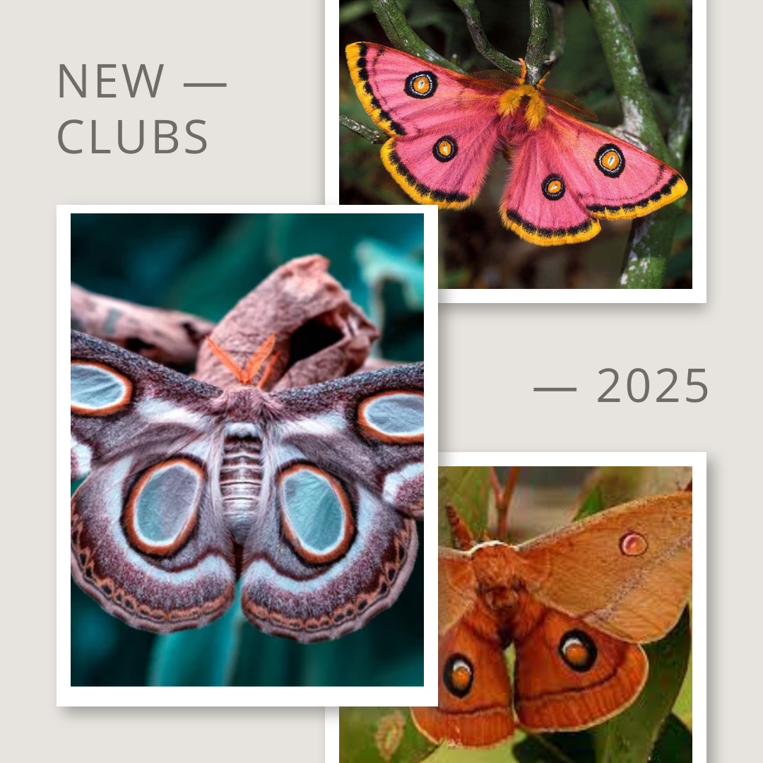 Call of the Wild - Moths of colour - full set